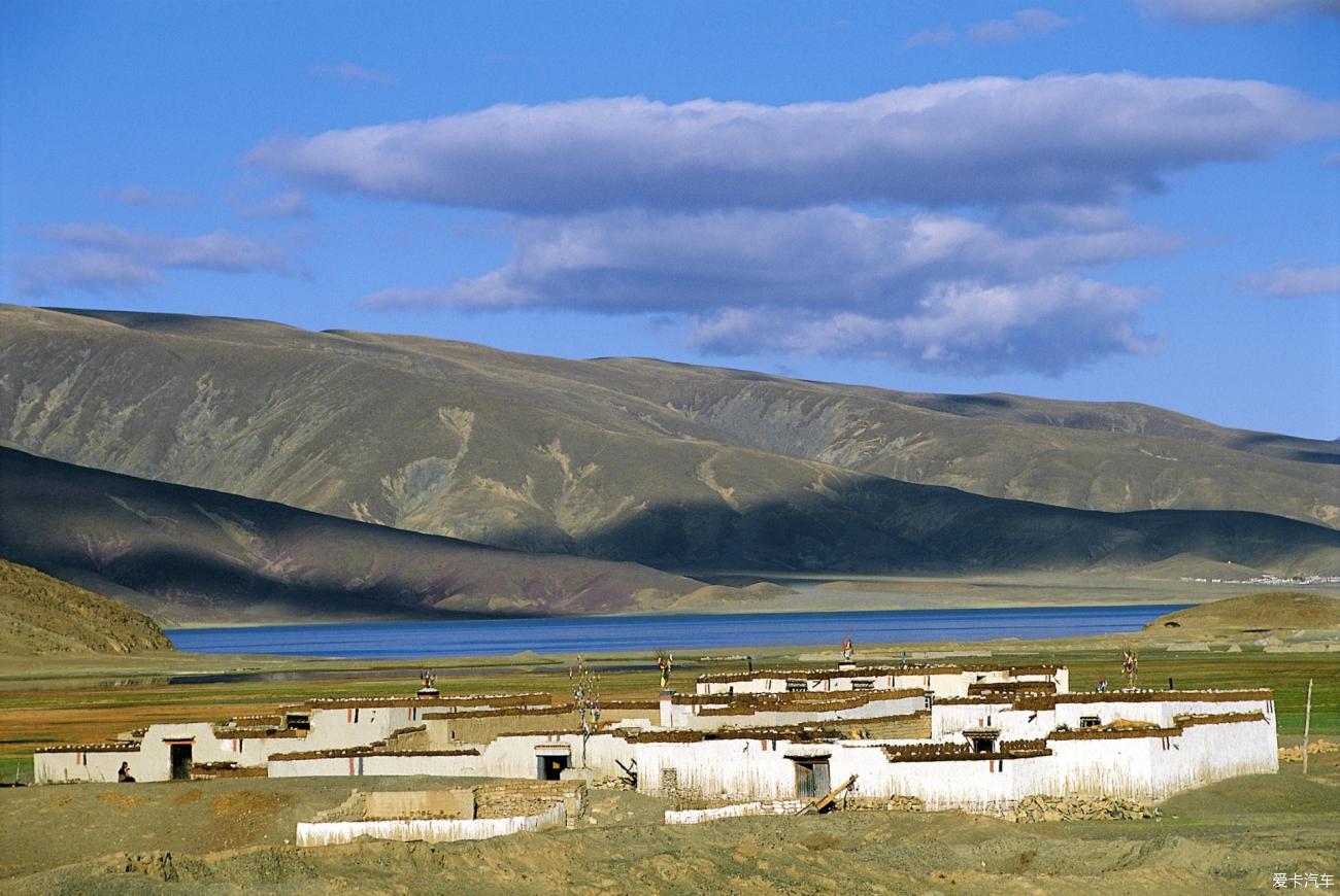 可可西里狼吃人_可可西里狼免费阅读_可可西里讨食狼越来越多